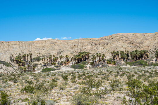 Pushawalla Palm Trees in Palm Springs, California