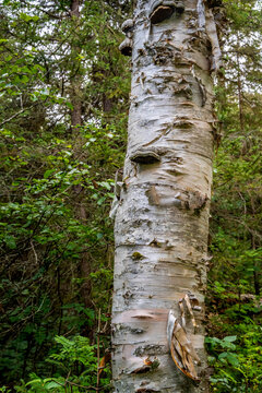 The peaceful view of the scenic park in Isle Royal NP, Michigan