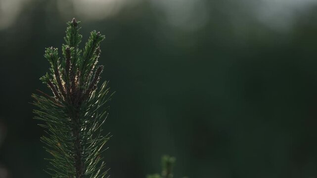 Slow motion nature background of a rural field with various plants and herbs