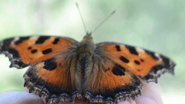 Orange tortoiseshell butterfly rests on a woman finger. Insect perches on skin. Macro view of animal wings pattern. Nature biology study and wildlife encounter.