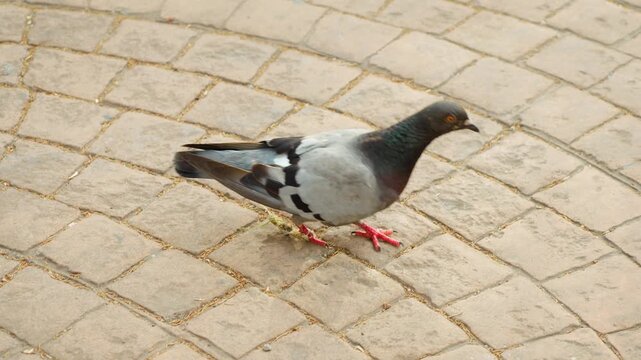 Urban pigeon preening feathers on paved pedestrian walkway. Gray bird cleaning plumage with head tucked under wing. City wildlife behavior and common feral pigeon close up