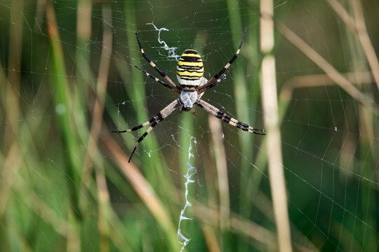 Wespenspinne ( Argiope bruennichi ).