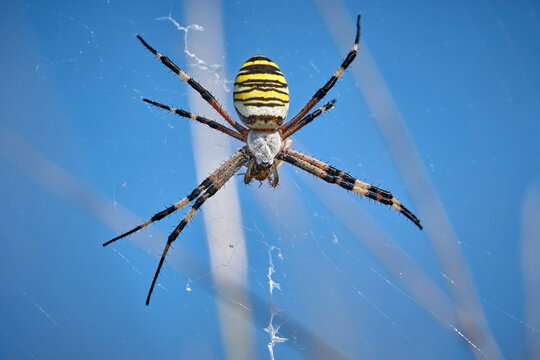 Wespenspinne ( Argiope bruennichi ).