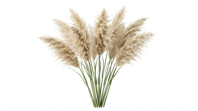 Fluffy white pampas grass plumes isolated on transparent isolated on a transparent background