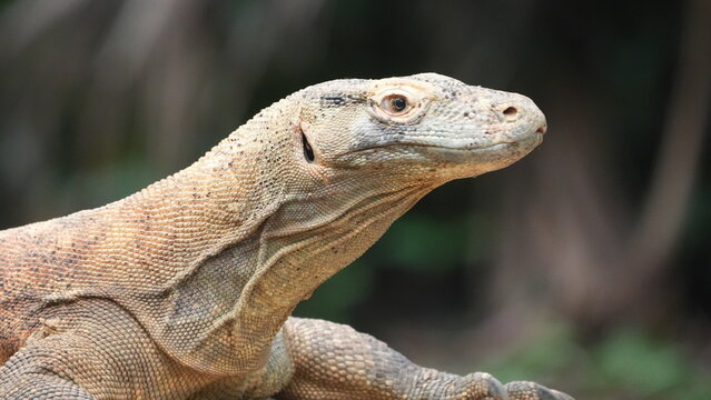 Majestic Komodo Dragon Close-Up Portrait
