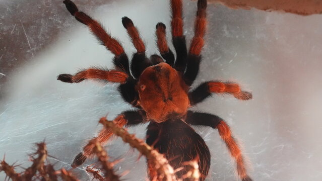 Close Up View of a Beautiful Mexican Redknee Tarantula