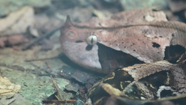 Gaboon Viper Close Up Detailed View of Head