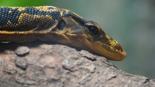 Captivating Sepik Monitor Lizard resting on wood