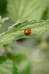 Ladybug on a green leaf © LeifOliver