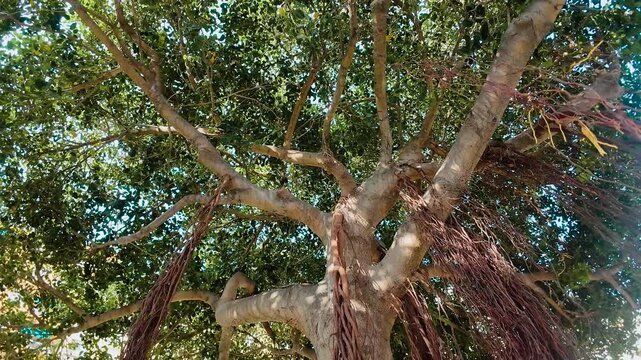 Large tropical tree with thick branches, green canopy and hanging aerial roots. Ficus microcarpa with dense foliage and long aerial roots. Mature evergreen tree in warm sunlight with natural botanical