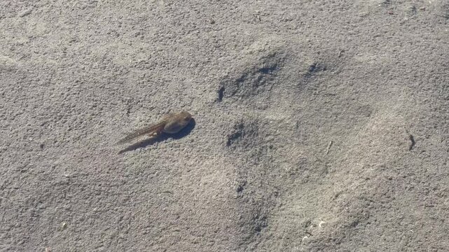 Small Tadpole Swimming Through Shallow Clear Water Over Sandy Bottom