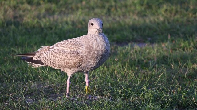 Juvenile ringed seagull standing on green grass