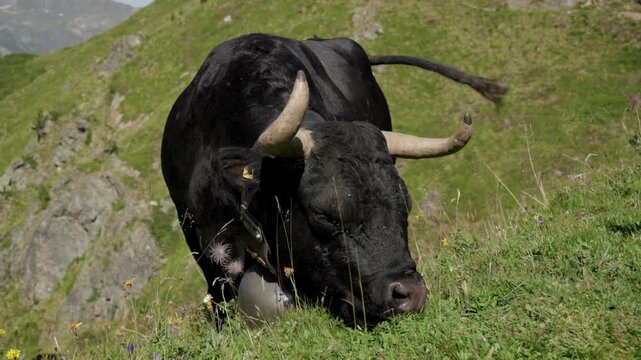 Large black cow with cowbell grazing on a lush alpine meadow in the Swiss Alps
