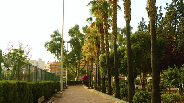 Palm lined park walkway with benches, hedges and mature trees in warm daylight. Washingtonia robusta palms with tall textured trunks. Green urban park landscape with pedestrian path