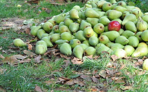 Pear fruit harvest fresh green organic autumn