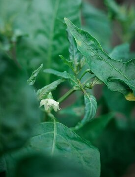 The chili pepper flowers are blooming beautifully in the garden