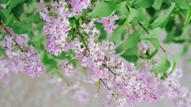 lilac branches bloom softly, showing cascading pale pink and lavender flower clusters in spring light