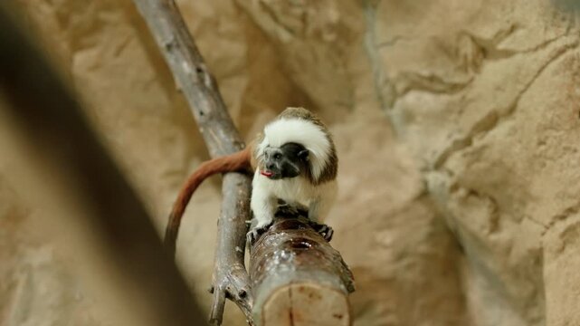 white faced tamarin perched on log inside enclosure, head lowered while inspecting glossy branch carefully