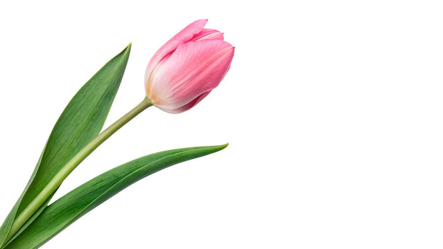 Beautiful single pink tulip flower blossom delicate spring flora isolated on transparent background