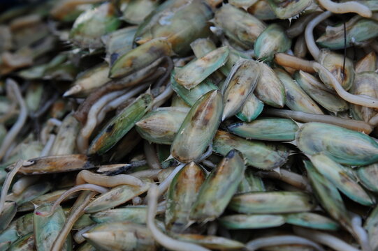 Close-up of fresh Lingula unguis or lamp shell with long pedicle, unique Thai seafood ingredient