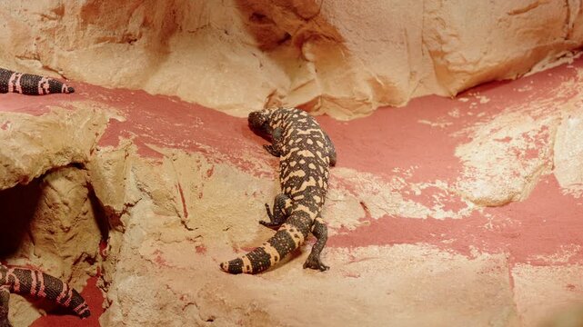 multiple gila monsters crawling and resting across layered sandstone ledge with red sandy patches nearby