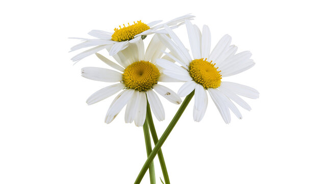 Three white daisies with yellow centers and green stems