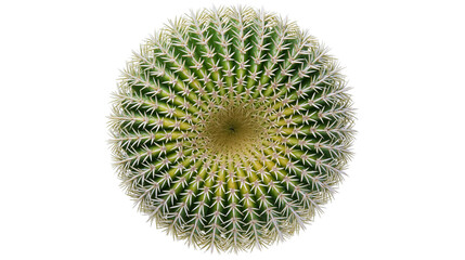 Barrel cactus with sharp spines and green ribbed texture © Theodore