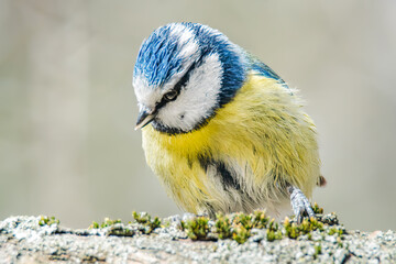 Blaumeise auf einem Ast im Sonnenschein © Micha Trillhaase