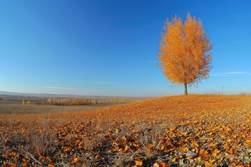 Obraz premium Elm Tree landscape tree outdoors.