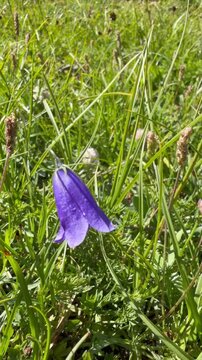 Purple Bell-Shaped Wildflower Blooming Among Green Alpine Meadow Grass