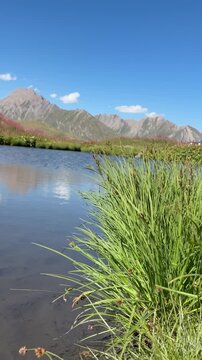 Lush Green Wetland Grass Growing Along a Mountain Lake Under Clear Blue Sky