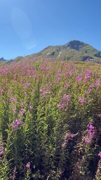 Beautiful Mountain Meadow Covered with Blooming Pink Wildflowers Under a Clear Blue Sky