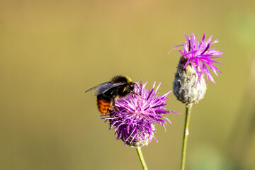 A close-up of an early bumblebee (Bombus pratorum) collecting nectar from a Centaurea flower on a sunny summer evening against an olive background. Macro photography with copy space. © Mariia