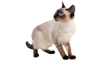 Beautiful fluffy Siamese cat sitting looking away domestic feline pet mammal isolated on transparent background © Ivanka