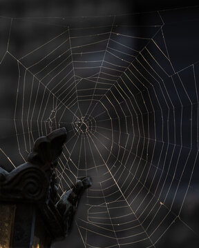 spider on web