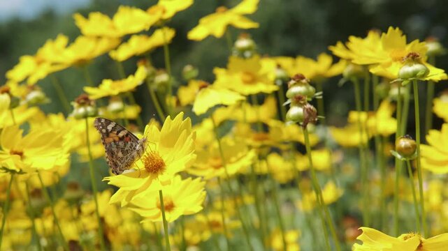 butterfly feeds on yellow daisy in bright meadow, wings glowing softly above pollen rich blossom, with