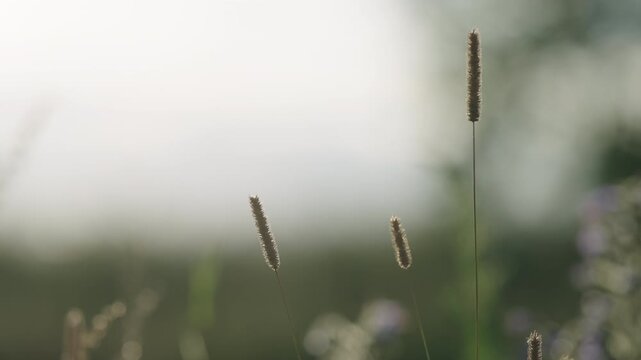 Slow motion nature background of a rural field with various plants and herbs