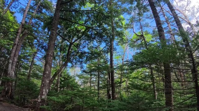 The forest of Mt. Fuji and the chirping of birds