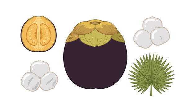 Fresh Asian palmyra palm fruit vector illustration set featuring whole purple ice apple translucent seed kernels half cut section and green fan leaf on white background