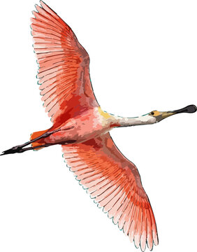 Platalea ajaja illustration art