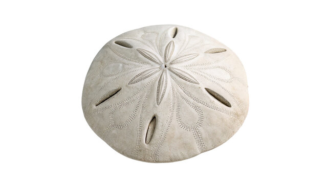 Natural white sand dollar sea urchin shell marine skeleton isolated on transparent background