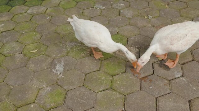 Two white domestic ducks standing on a paved stone surface outdoors.