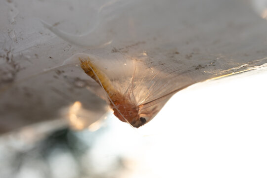 Aquatic insect resting under a surface illuminated by golden sunlight.