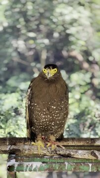 bird of prey