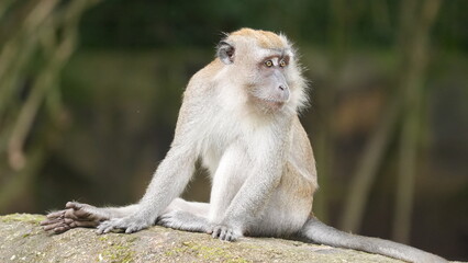 Portrait of a wild macaque in its natural habitat © Jimmy