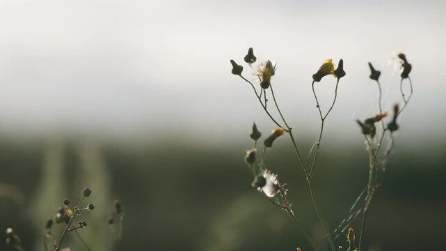 Slow motion nature background of a rural field with various plants and herbs