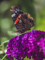 A close-up of a Red Admiral 'Vanessa atalanta' butterfly feeding on Buddleia flowers © Dave Harrison-Ward