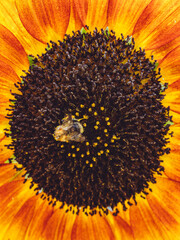 A bee feeding on the nectar of an Helianthus annuus 'Evening Sun' Sunflower © Dave Harrison-Ward