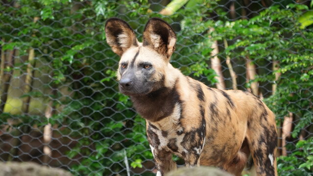 Vibrant African Wild Dog portrait with striking markings