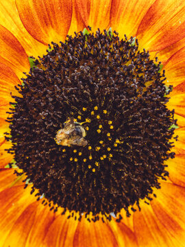 A bee feeding on the nectar of an Helianthus annuus 'Evening Sun' Sunflower